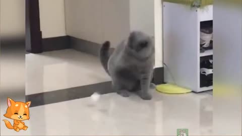 funny cute cat video/ cute cat