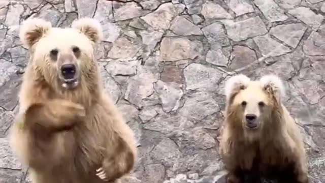 bear movement in outside
