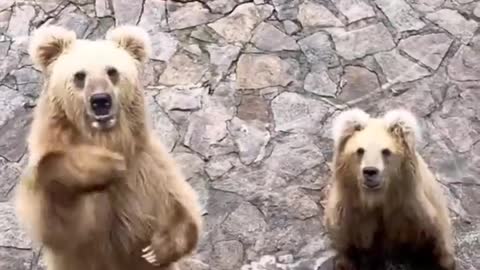 bear movement in outside