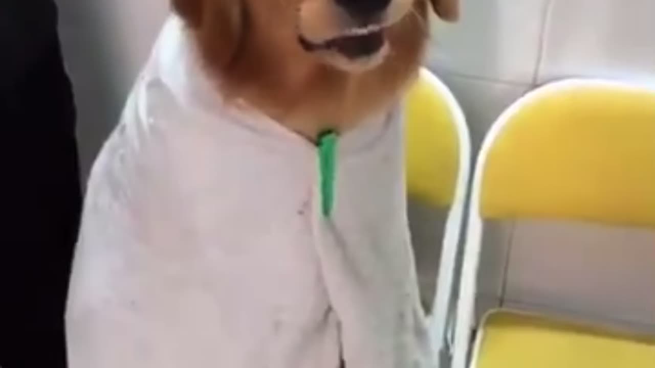 Happy dog shaving