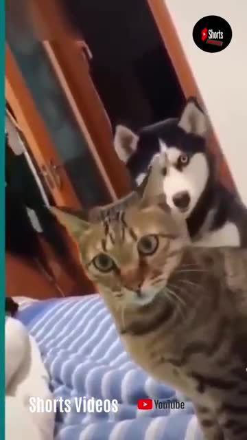 💞😆Cats and dogs fighting very funny😂__ Try not to laugh __#shorts