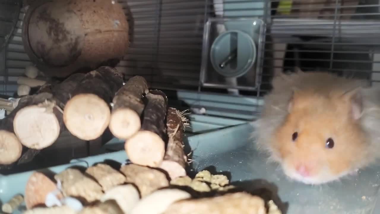 Hamster, wanna see outside