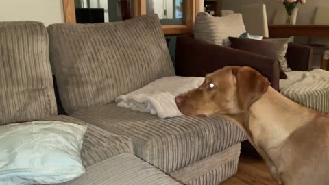 Red Labrador Tries to Jump up on the Sofa to Get Her Ball but Slips and Falls Over