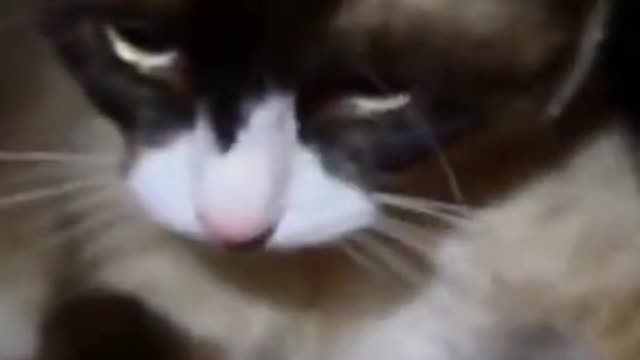Black Cat Fun With A Women
