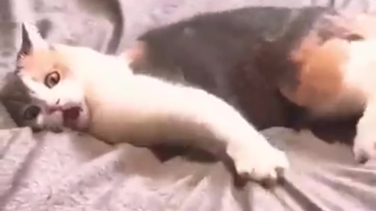 Funny animals video 2023