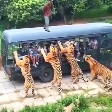 Tiger vs Man Dangerous Zone Wild Animals