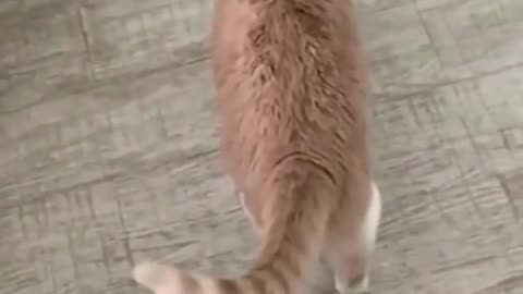 funny animal vedio