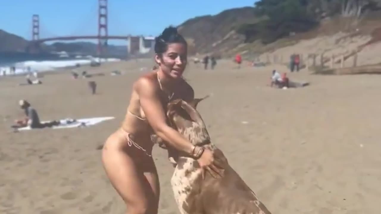Big ..DOG..