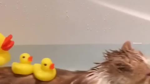 exoticrichard Splish splash I was taking a bath