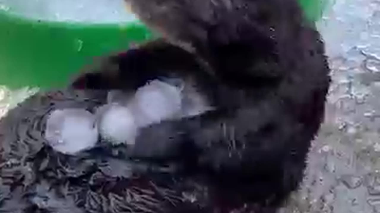 Sea Otter Overwhelmed by Ice