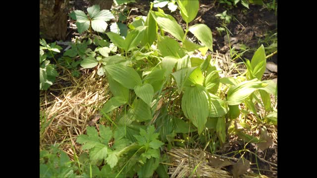 Song of the Tall Showy Lady Slipper 2019