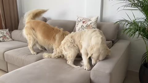 Golden Retriever & funny kitten funny fight