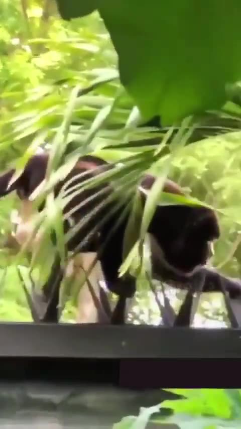 A Rare Sighting Of The Bitcoin Maximalist In The Wild