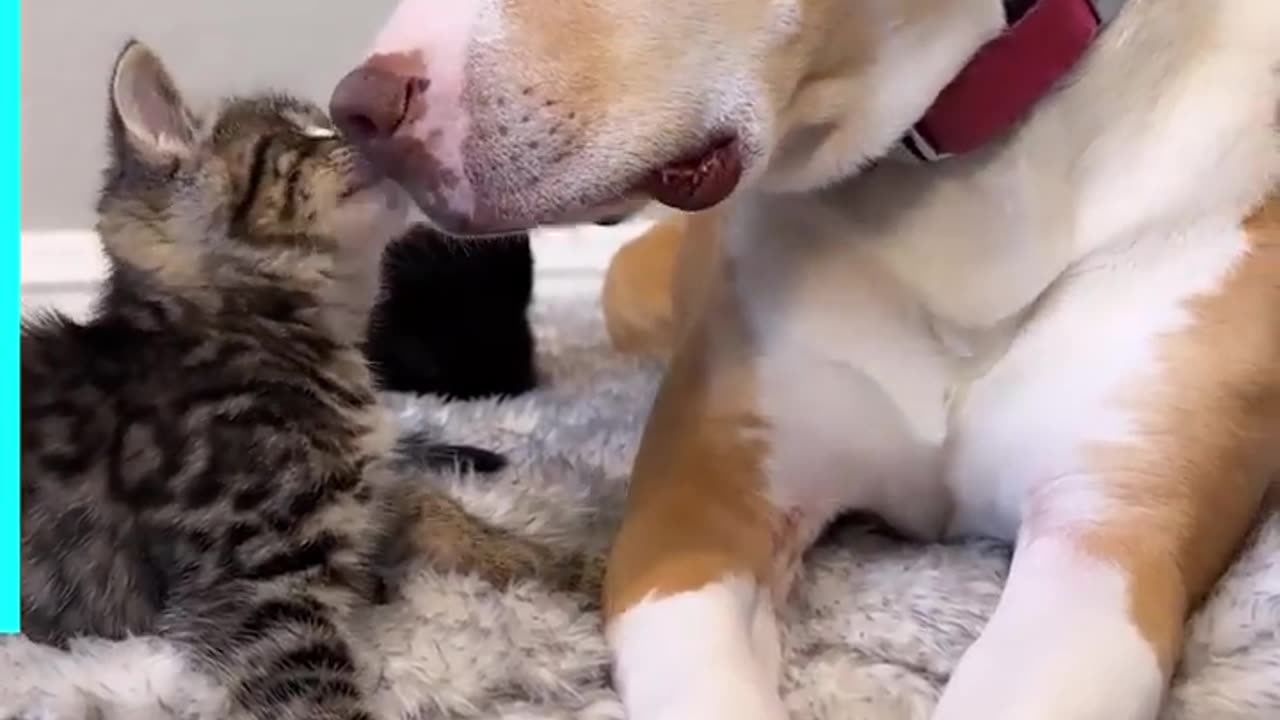 Funniest Animals 2023 😂 Funny Cats and Dogs 🐱🐶 | Funny Animal Videos🐕 pets lover-Animal lover # 5