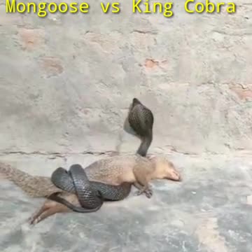 Mongoose vs King Cobra|Finally Cobra Win|Animal Fight|Wildlife|National Geographic
