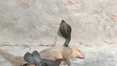 Mongoose vs King Cobra|Finally Cobra Win|Animal Fight|Wildlife|National Geographic