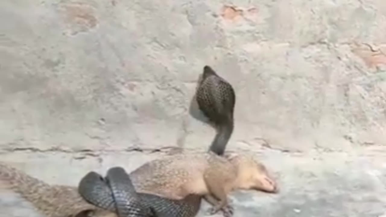 Mongoose vs King Cobra|Finally Cobra Win|Animal Fight|Wildlife|National Geographic