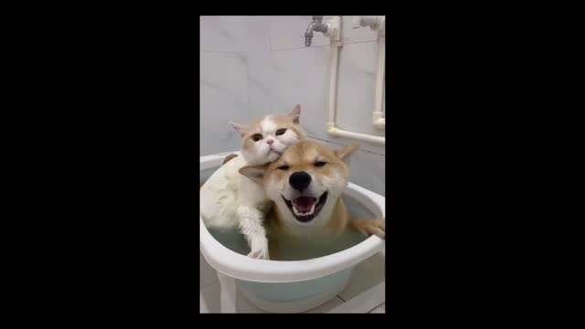 Cat And Dog Best Friend #short #shortvide