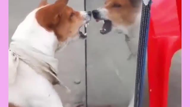 Dog reaction with mirror