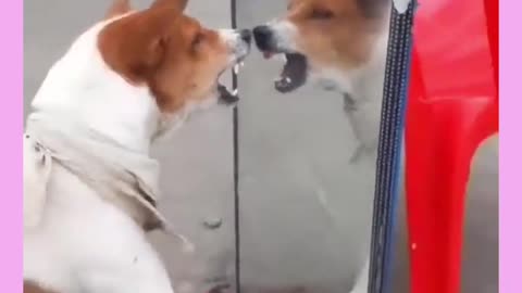 Dog reaction with mirror