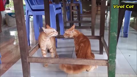 Cats Fighting