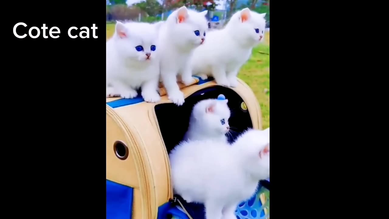 You Laugh You Lose 😂Videos of funny cats and kittens for a good mood!