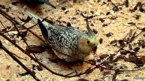 A parrot of unusual color