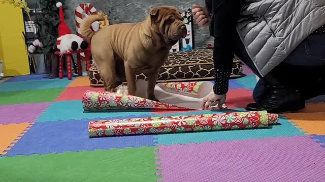 Aurora's HOLIDAY 2022 STORY