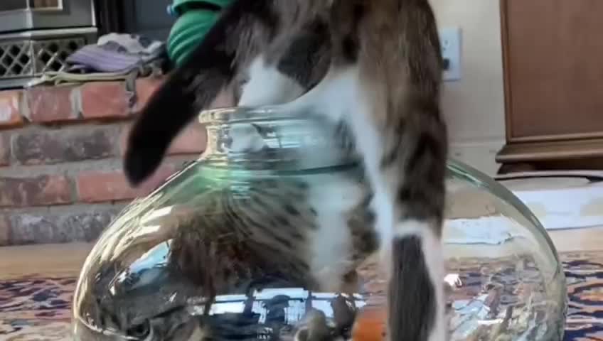 Cat Funny video