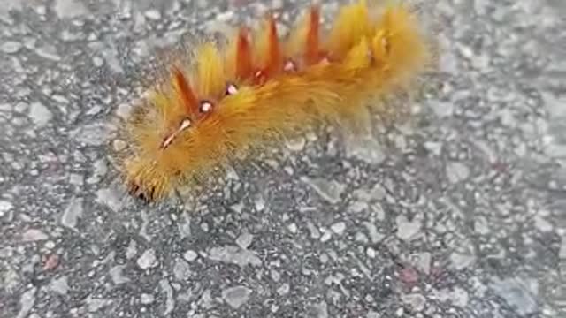 Caterpillar crossing the road