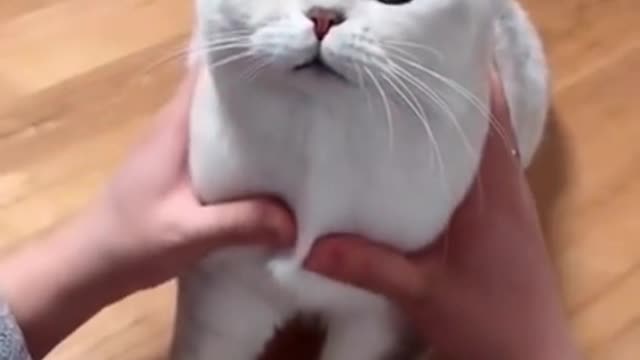 Most satisfying Funny Cat 🐈 #shorts