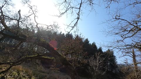 Riverside in Dartmoor.