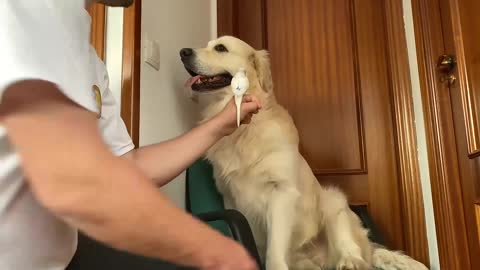 Dog Meets a Budgie for the First Time