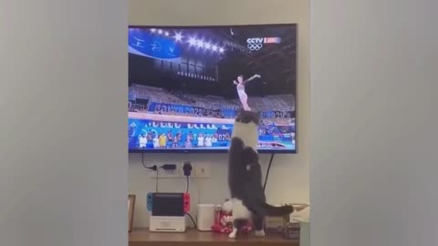 Cat Wants To Pull Down The Gymnast From TV