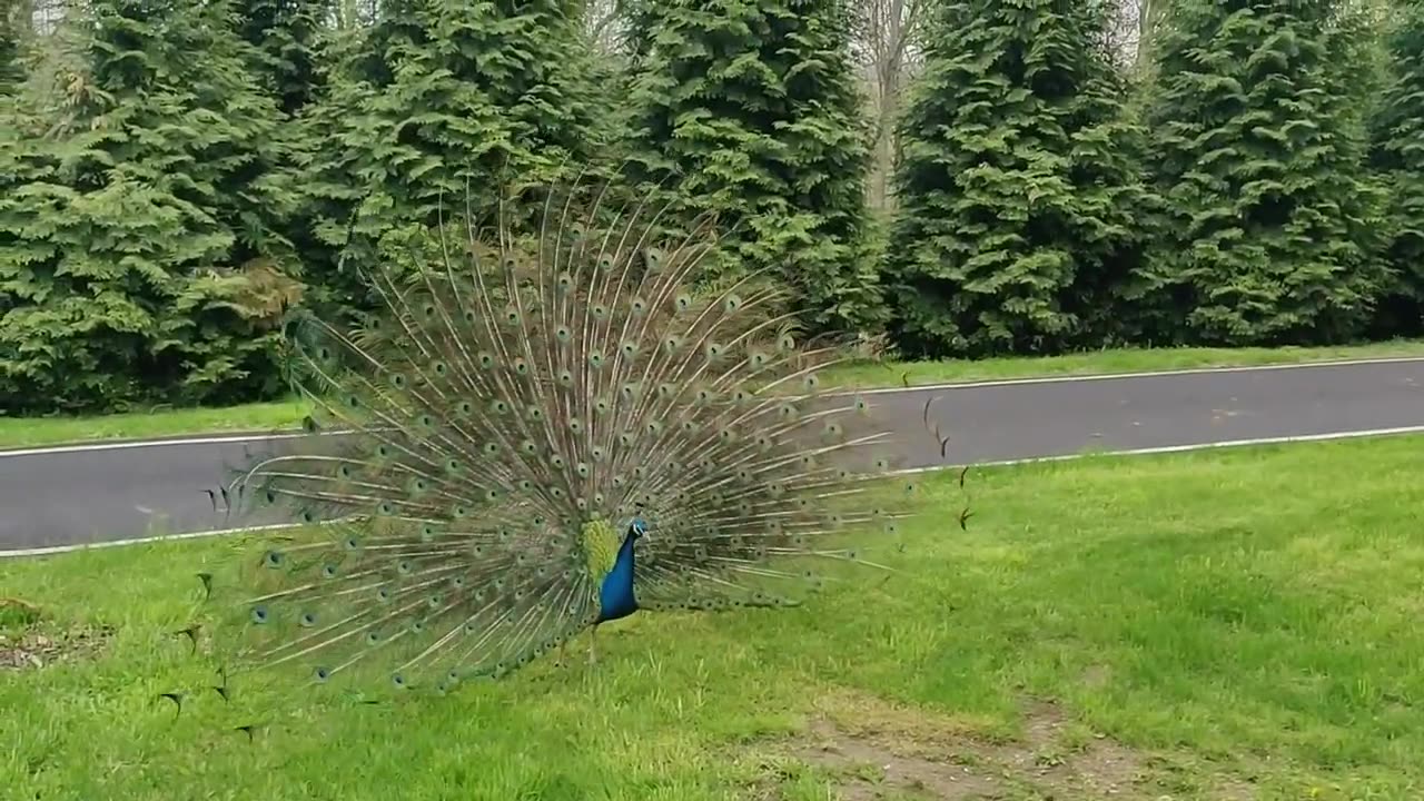 Captivating Peacock Dance at Siddhachalam Jain Derasar: Beauty in Motion