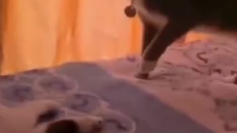 Funny video