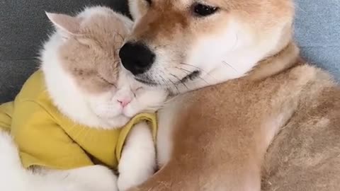 Dog cute video