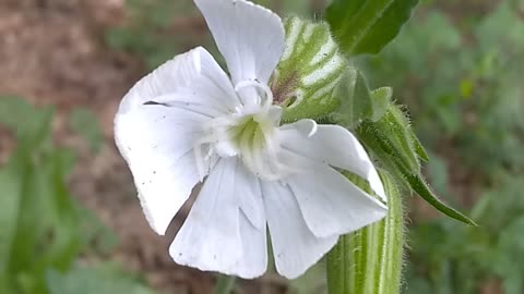 White Campion