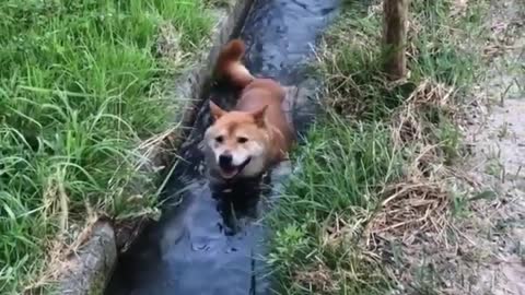 Doge Visits a Water Level