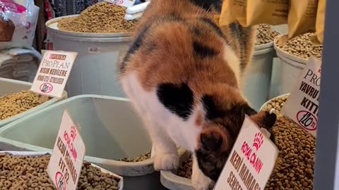 Cat Falling into Food Heaven