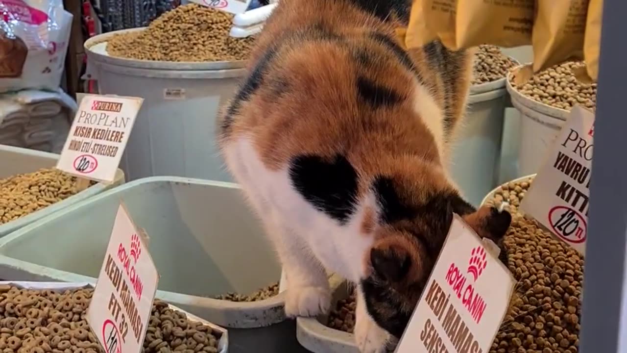 Cat Falling into Food Heaven