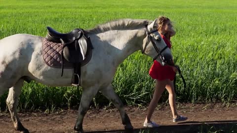 Young beautiful woman lead walk with a white horse on the green field