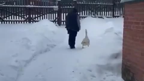 The goose rejoices in the owner🦆