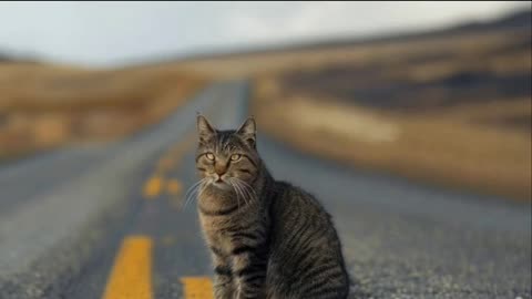 Cat on the Road