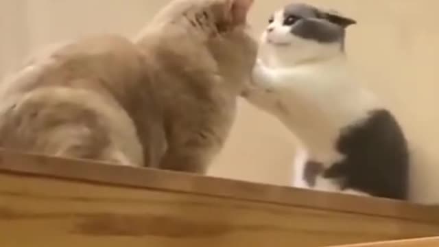 Cute Cats Fighting Together Funny Cat Video