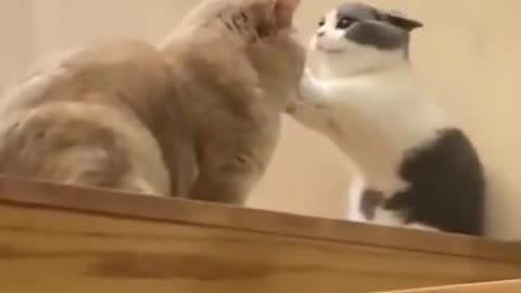 Cute Cats Fighting Together Funny Cat Video