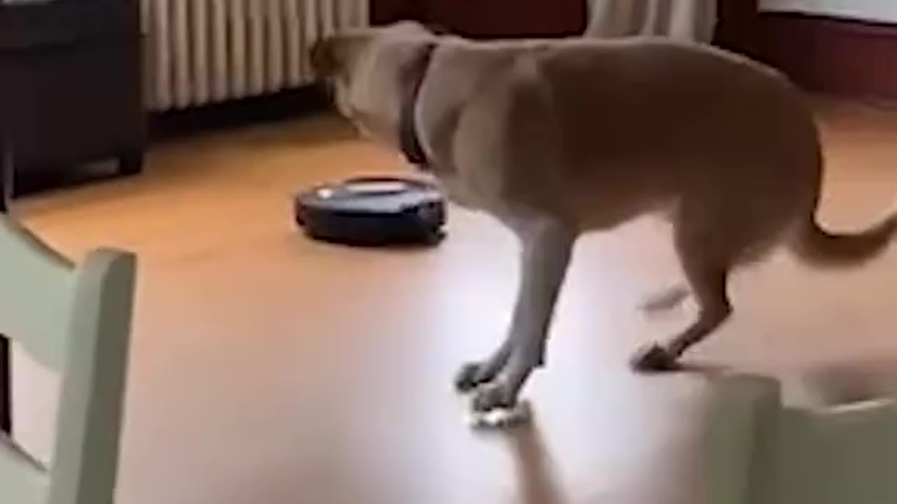 Funny dog video