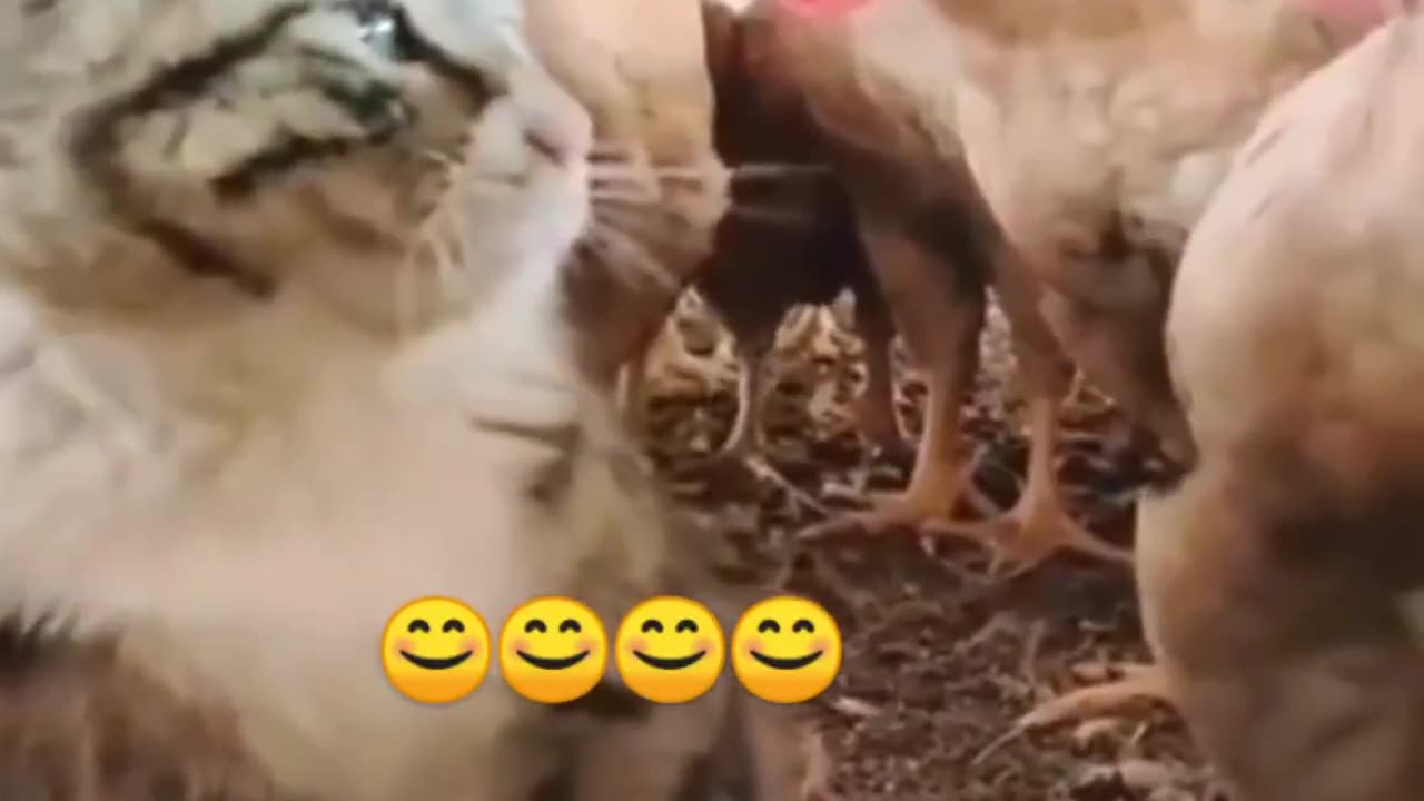 Funny videos