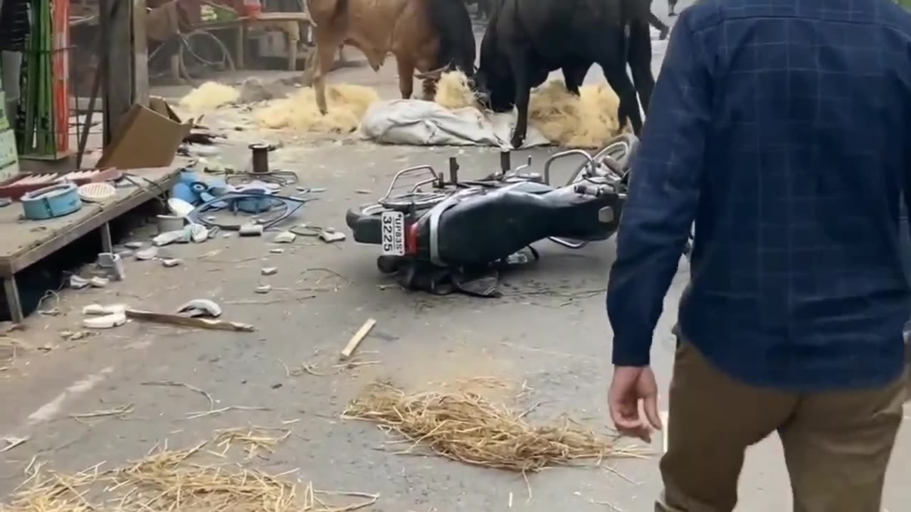 Bull 🐂🐂 attack in village 😂