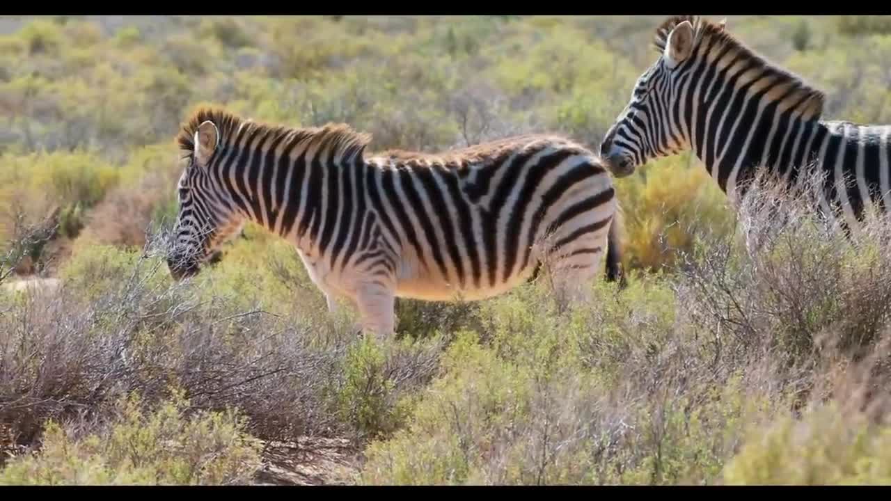 interesting zebra facts Wild beautiful Animal's